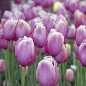 TULIPA
