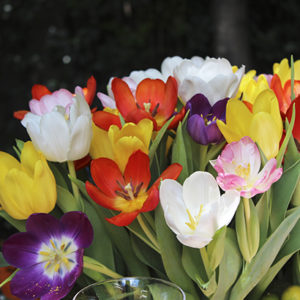 tulipas