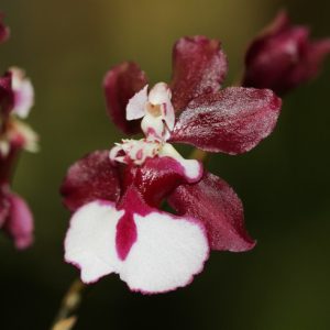 Orquidea