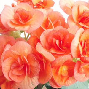 begonia