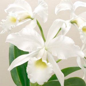 cattleya-white