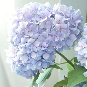 hortensia