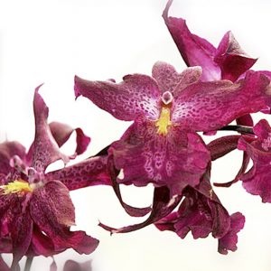 oncidium