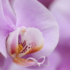 Orquidea