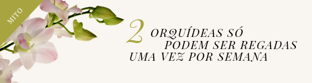 orquideas-2-mito