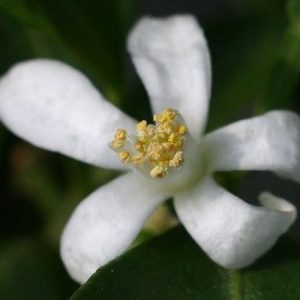 flor-de-laranjeira