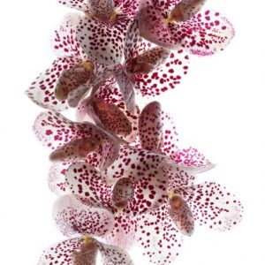 orquideas-sapatinho