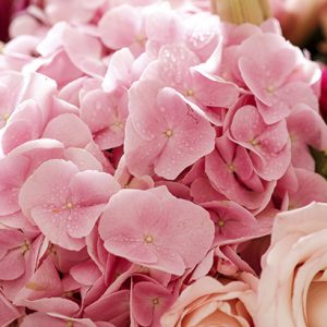 hortensia