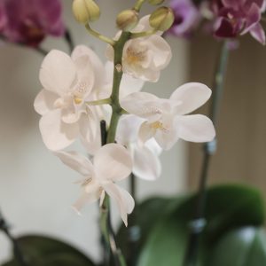 flores