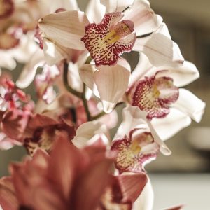 orquideas