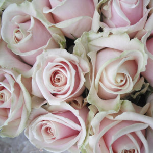 rosa