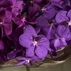 orquideas vanda