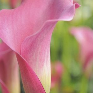 callas
