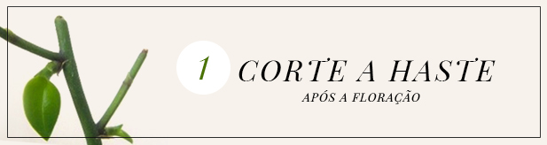 post orquideas - banner 1