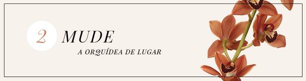 post orquideas - banner 2