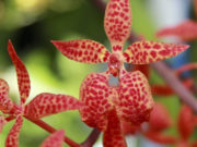 As delicadas Orquídeas Denphal - Vamos Receber