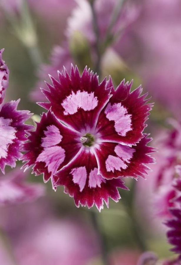 Dianthus