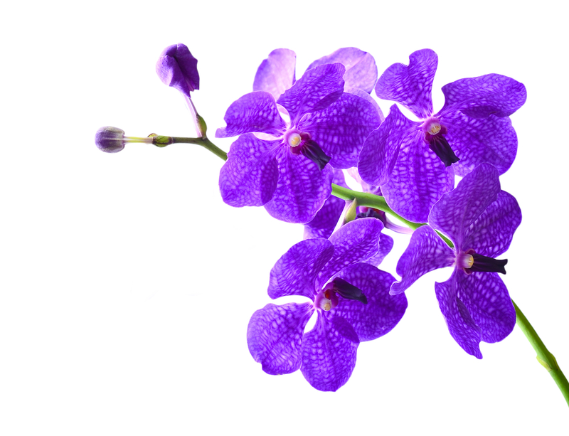 Orquídea Vanda - Vamos Receber