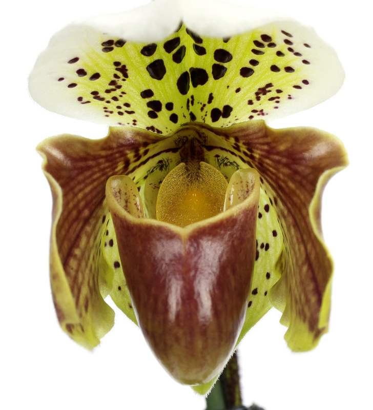 Orquídea Sapatinho - Vamos Receber