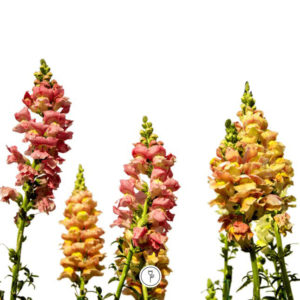 sobre a flor boca de leao