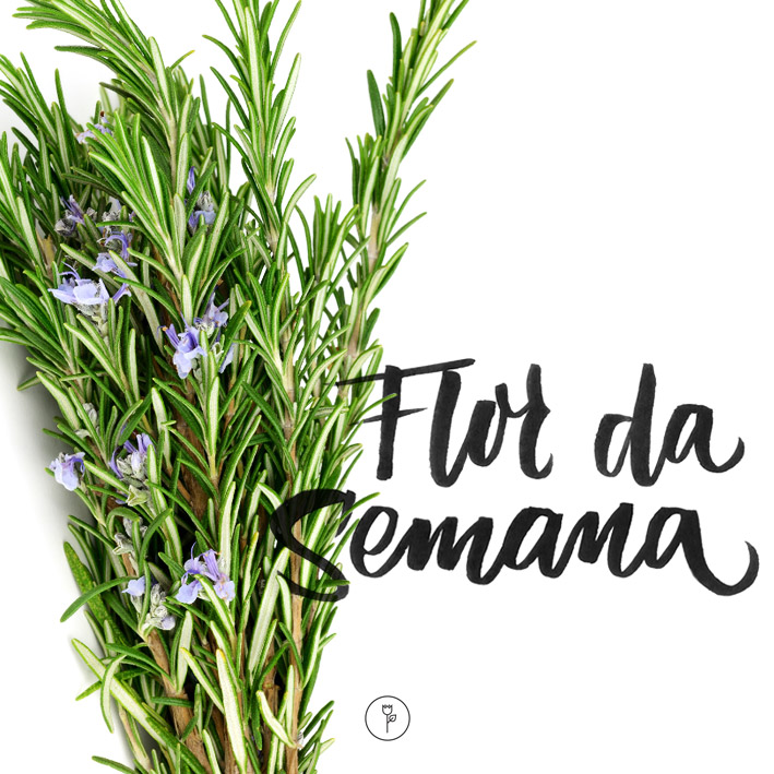 FlorDaSemana - alecrim