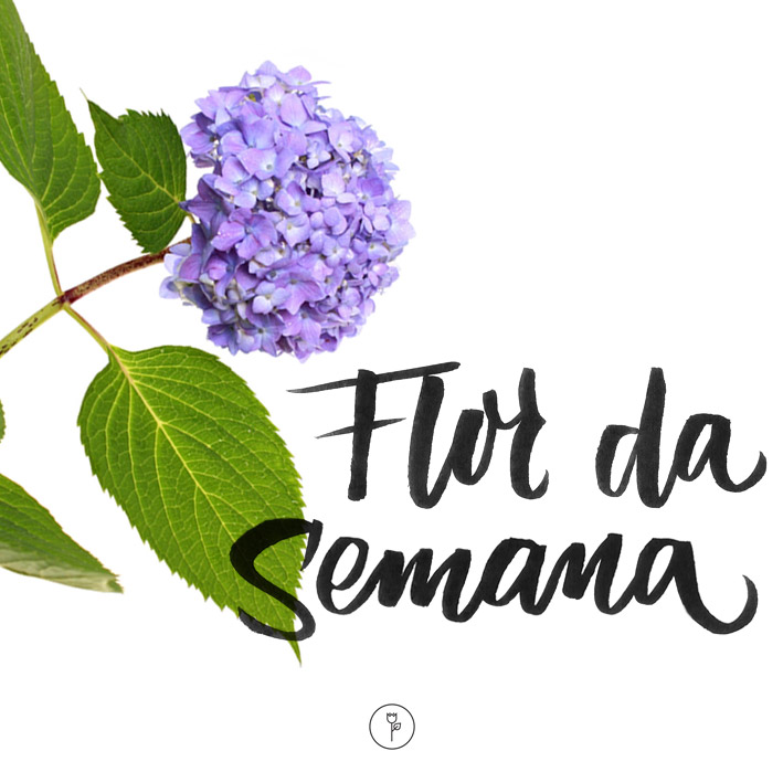FlorDaSemana03