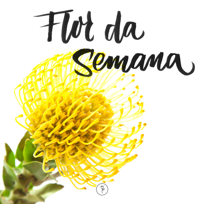 FlorDaSemana21