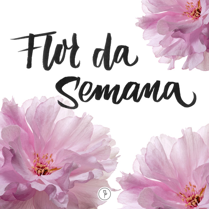 FlorDaSemana28