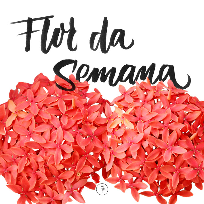 FlorDaSemana32
