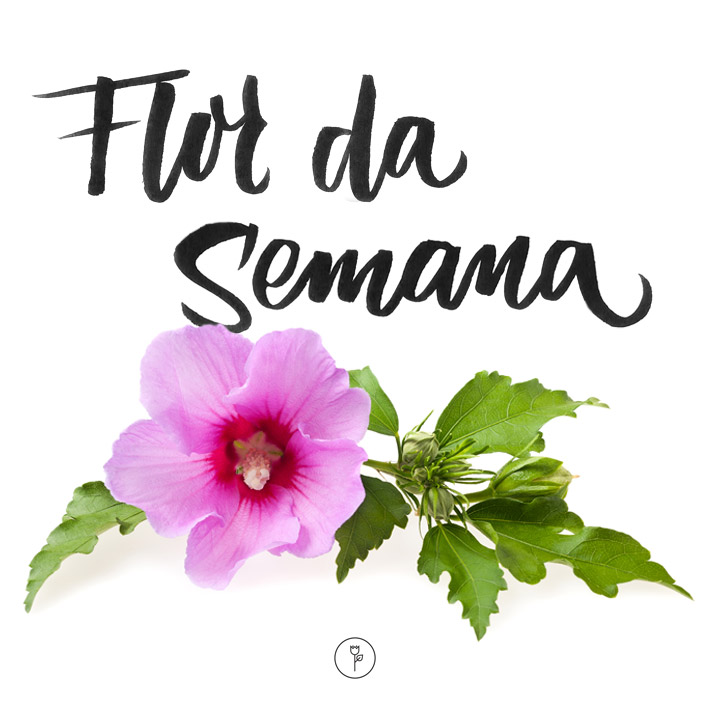 FlorDaSemana - Hibisco