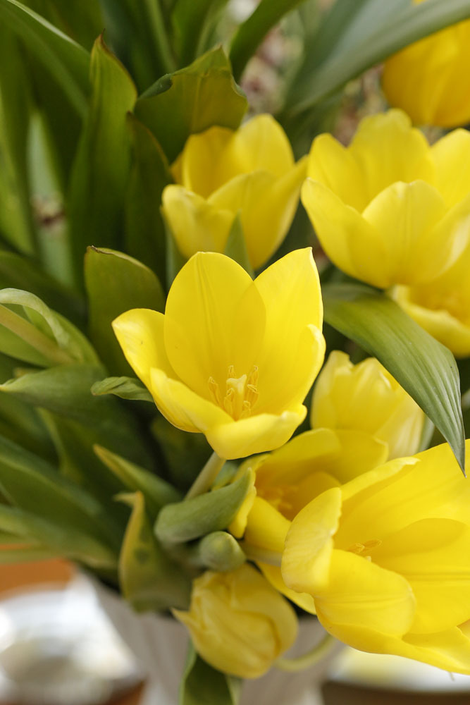 tulipas amarelas 