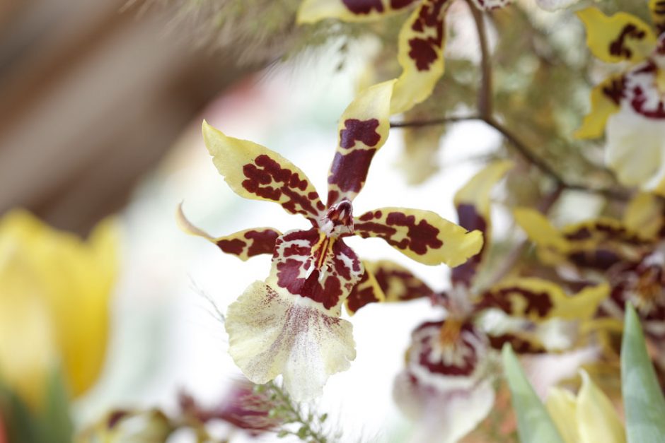 Flor Orquídea 