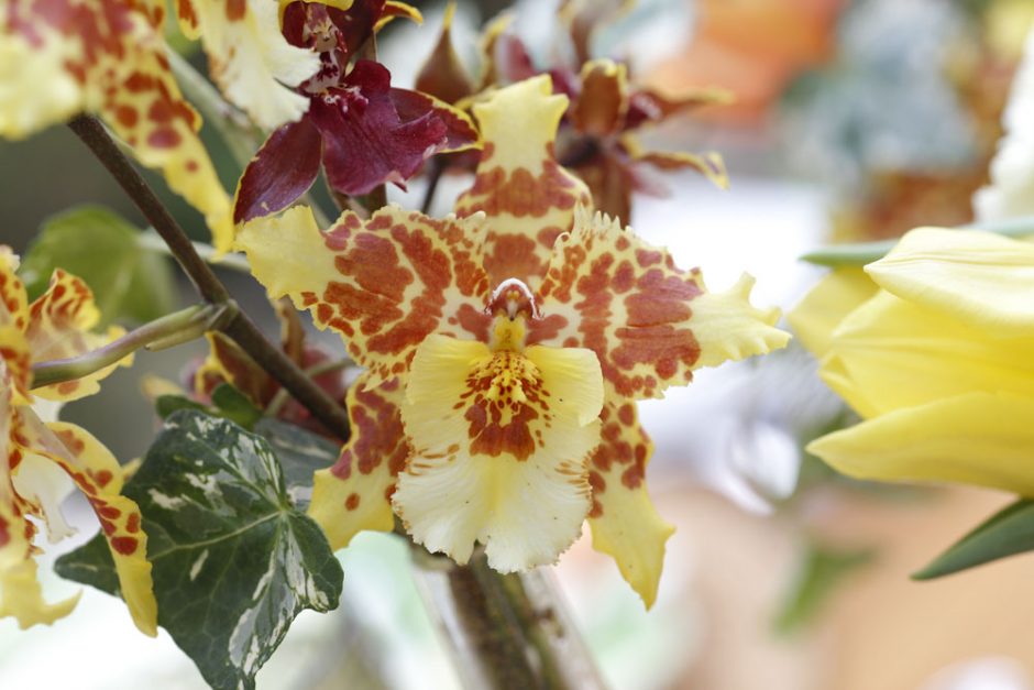Flor Orquídea