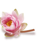 Detalhes da flor da semana: Ninfeia por Vamos Receber e Sergio Oyama Junior