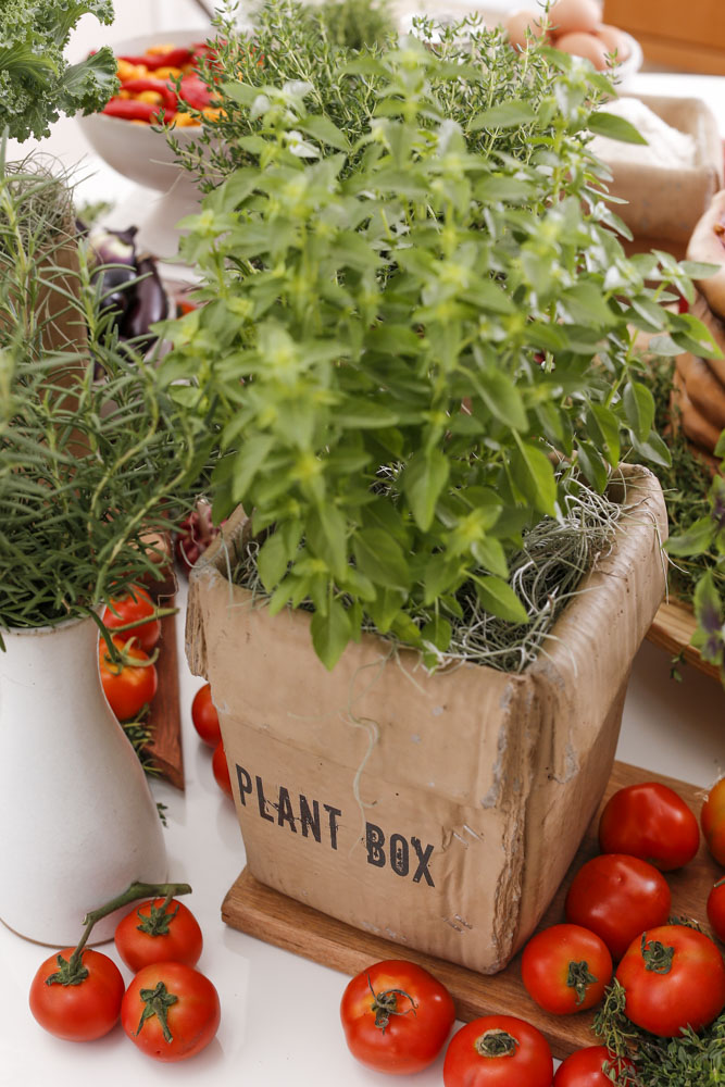 caixa de argila plant box 