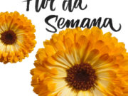 flor Calêndula