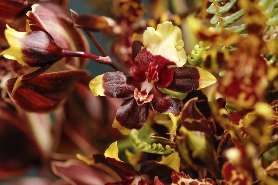 orquídeas em tons de vinho