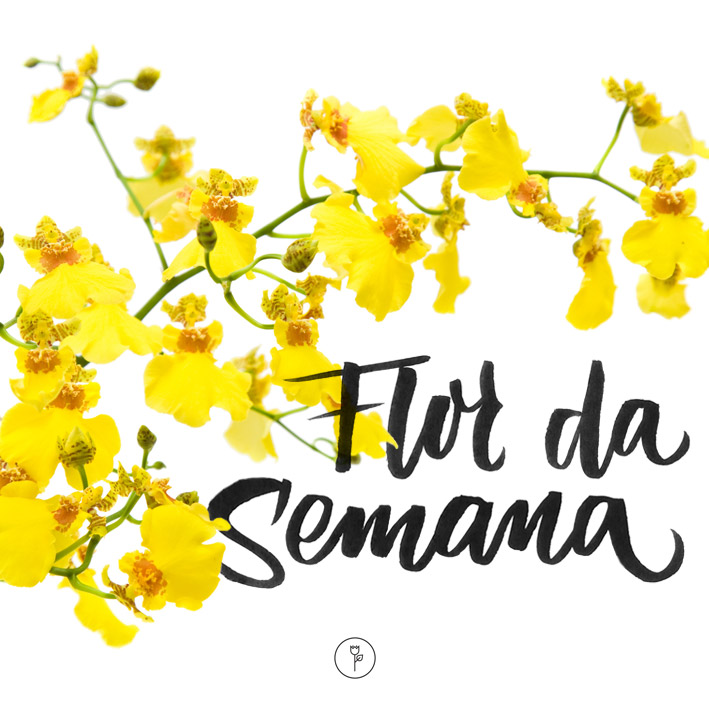 orquídeas Chuva-de-ouro