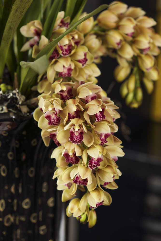 arranjo com orquídeas cymbidium