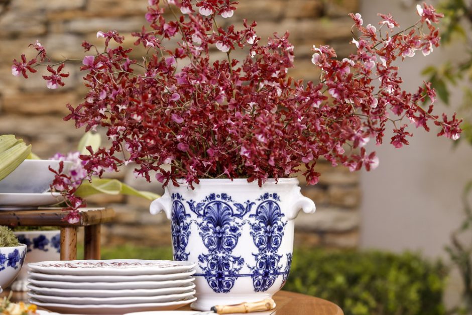 orquídeas cherry baby