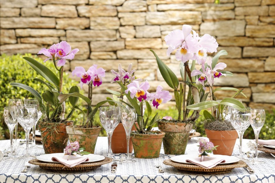 orquideaa em vasos de barro com musgo