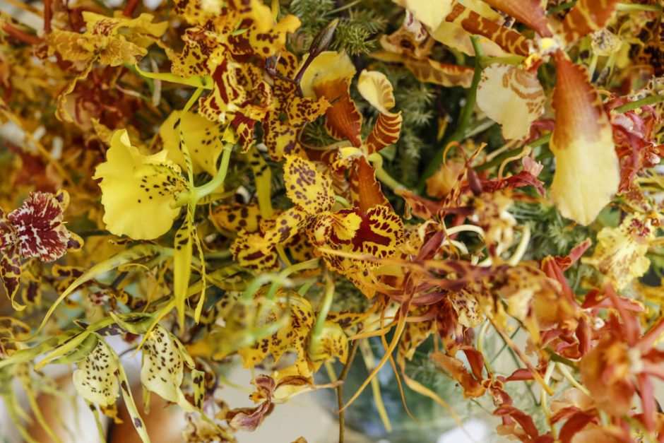 orquideas amarelas e vinho milplantas