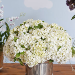 hortensias brancas em cachepot de prata