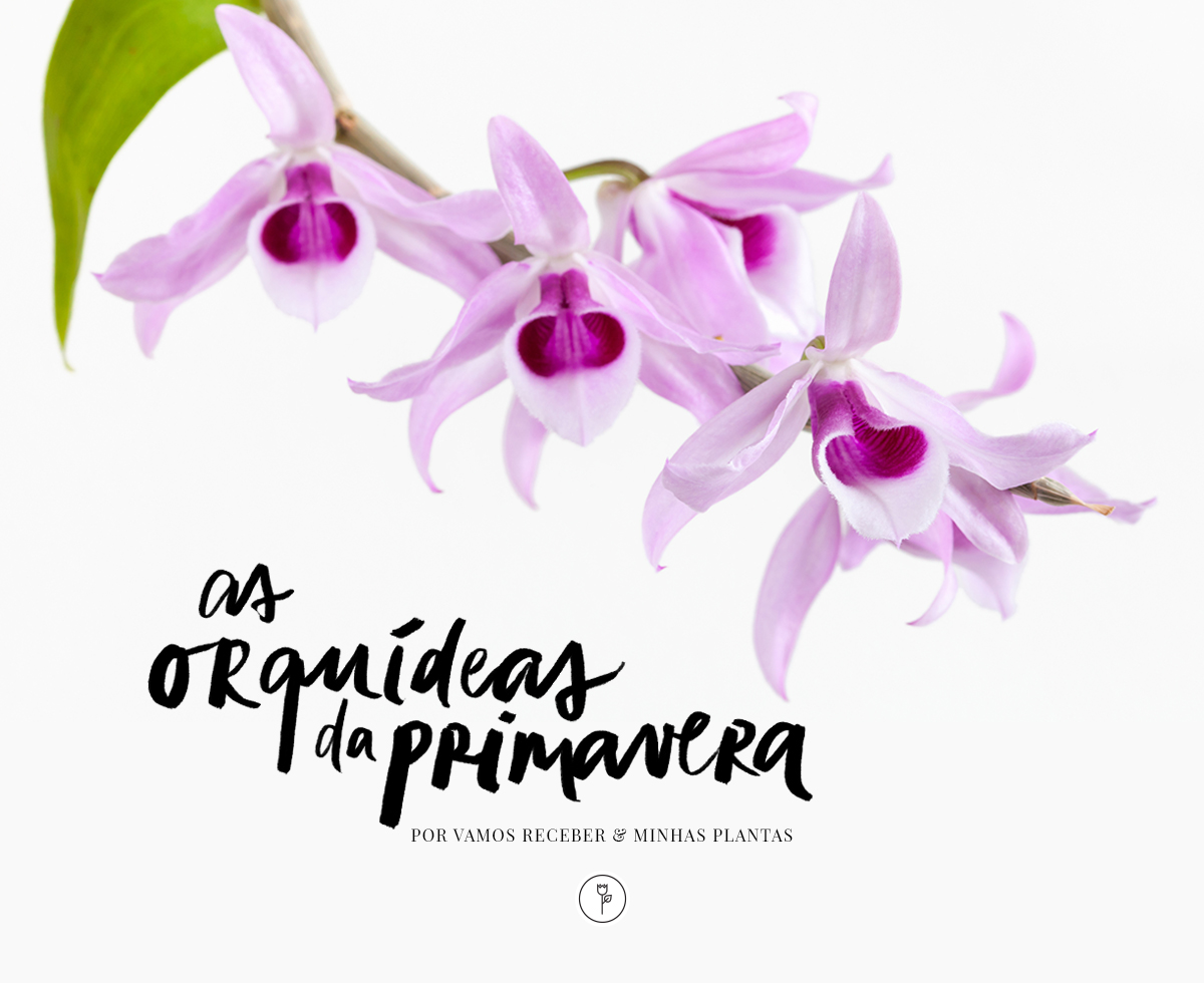 As Orquídeas da Primavera - Vamos Receber