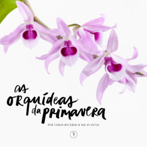 Orquideas da Primavera