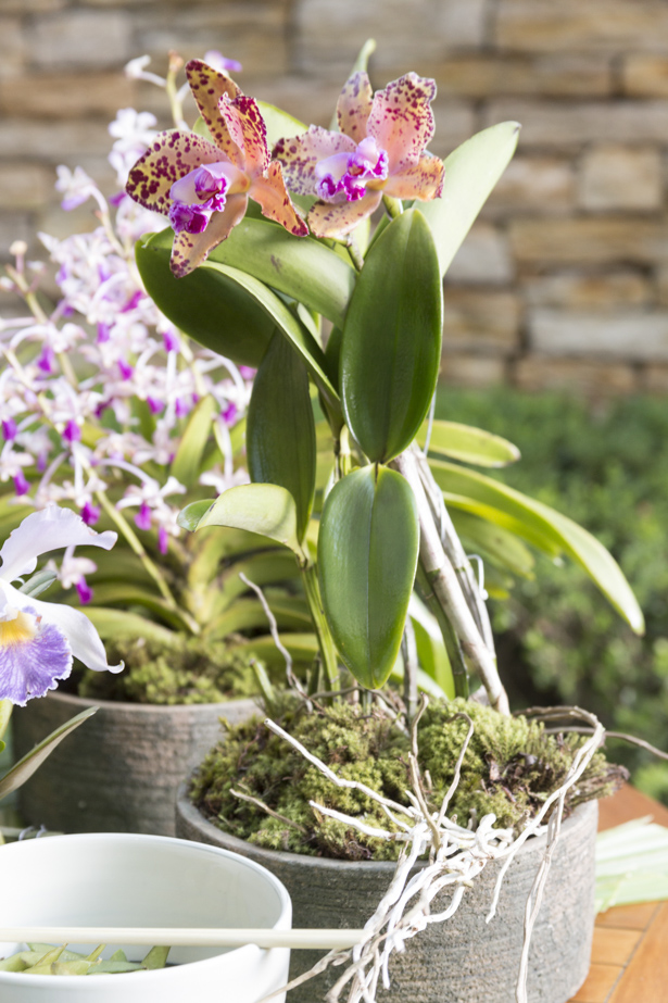 orquídeas milplantas